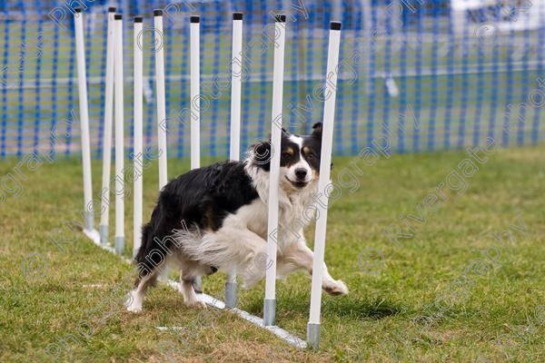 IMG 0100 
 Paws in the Park 2007 at The Hop Farm, Paddock Wood, Kent, organised by MDS Ltd 
 Keywords: 2007, Paws in the Park, The Hop Farm, september, dog, canine, agility, weave poles, border collie, country show, event