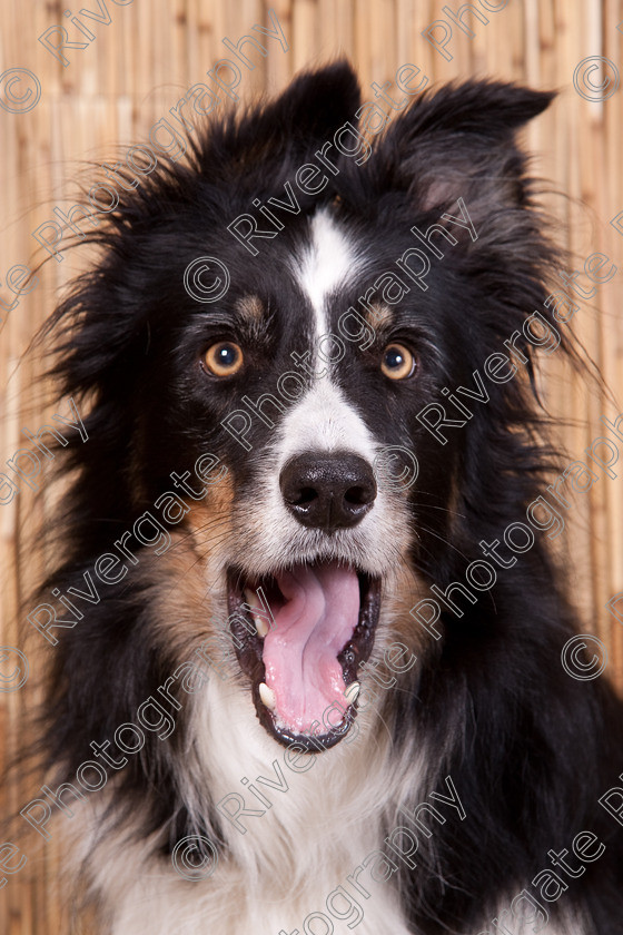 AWC 9506 
 Keywords: 2009, Ower, dogs, july, portraits, wellow agility club