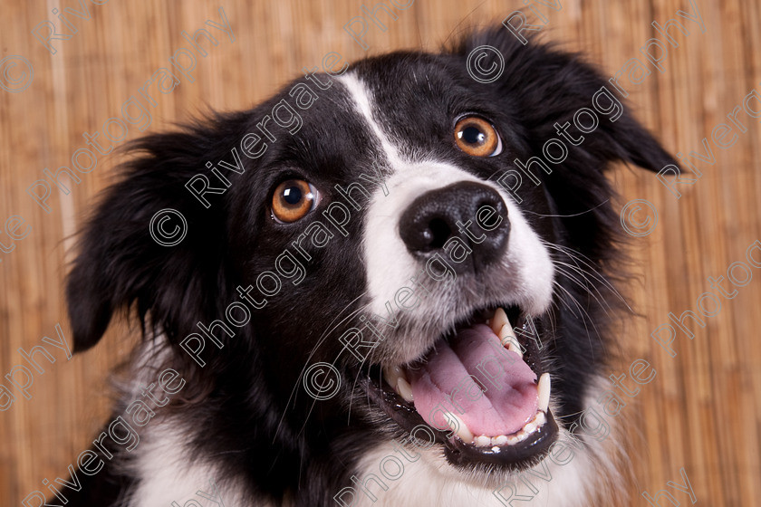 AWC 9659 
 Keywords: 2009, Ower, dogs, july, portraits, wellow agility club