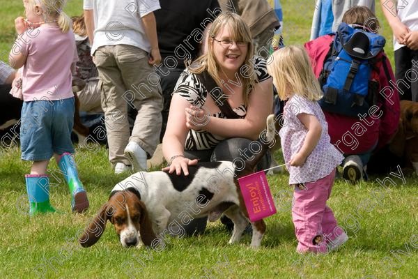 IMG 3192 
 Hatfield House Country Show 2008 Albany Bassett Hounds 
 Keywords: albany bassett hounds, hatfield house country show, meet and greet, pet, stroke