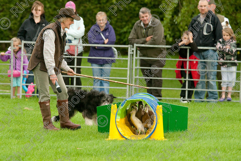 AWC 0792-2 
 Keywords: 0771 313 8528, 2009, England, Harrogate, North Yorkshire, UK, arena demonstration, arena display, august, duck herding, elaine hill, harrogate game fair, info@elainehill-sheepdogs.co.uk, sheepdog display