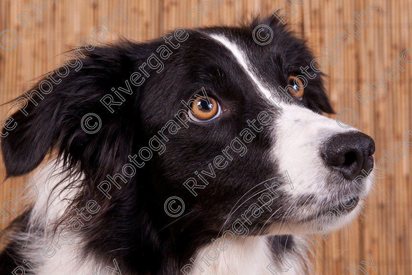 AWC 9658 
 Keywords: 2009, Ower, dogs, july, portraits, wellow agility club