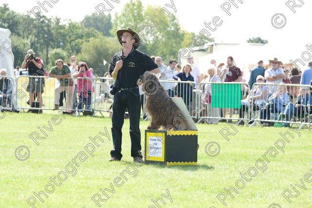 AWC 0899 
 Paws in the Park 2008 at The Hop Farm, Paddock Wood, Kent, organised by MDS Ltd 
 Keywords: 2008, arena demonstration, arena display, country show, display, paddock wood, paws in the park, richard curtis, september, the hop farm