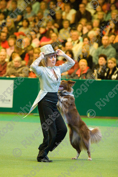 IMG 7573 
 Keywords: 2008, Arena, Display, NEC, birmingham, canine freestyle, crufts, dancing, dogs, heelwork to music, htm, march, performance