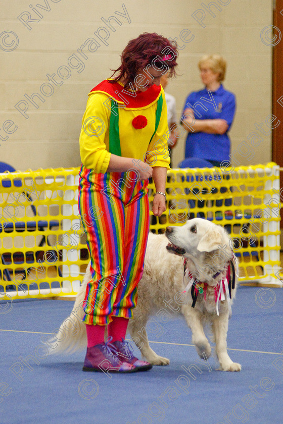 AWC 6328 
 Keywords: 2009, Anita Hartland, Aprix Alford, Barnard Castle, County Durham, DL12 8DS, Judges Jeanette Fyfe, May, Northern Mutts N Music, Paudell Precious Gem, Royal Canin, Starters Freestyle, Strathmore Road, Teesdale Sports Centre, canine freestyle, competition, golden retriever, heelwork to music, penny draper