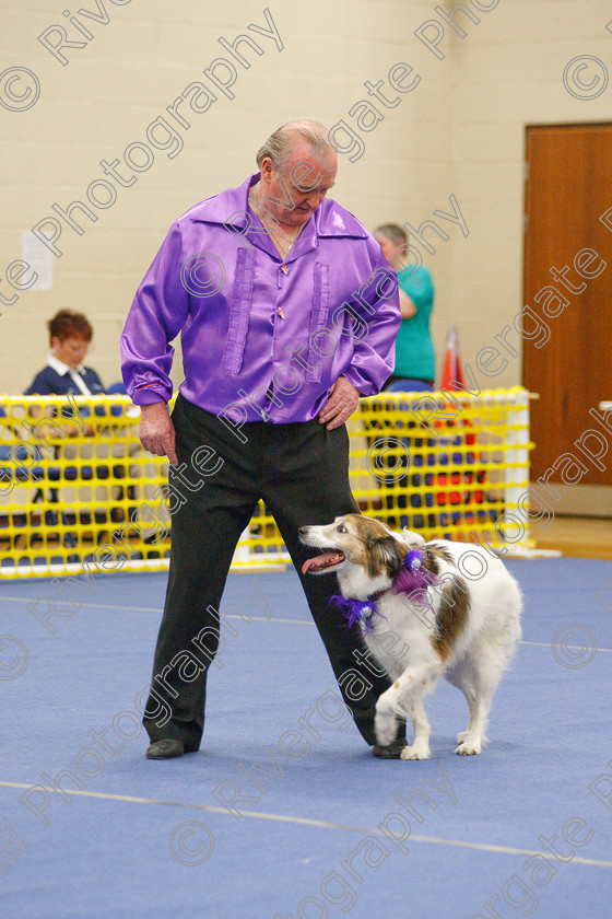 AWC 5777 
 Keywords: 2009, Barnard Castle, County Durham, DL12 8DS, Lady Cas of Long Bridge, May, Northern Mutts N Music, Novice Heelwork to Music, Phil Dunford, Royal Canin, Strathmore Road, Teesdale Sports Centre, canine freestyle, competition, heelwork to music