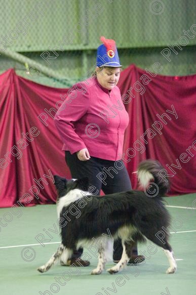 IMG 2723 
 Paws n Music, Heelwork to Music competition held at Ryton on Dunsmore, Coventry. 
 Keywords: 2008, canine freestyle, competition, connexions leisure centre, coventry, dancing with dogs, december, freestyle, heelwork to music, january, paws and music, paws n music, ryton, ryton on dunsmore, Kay Laurence, border collie