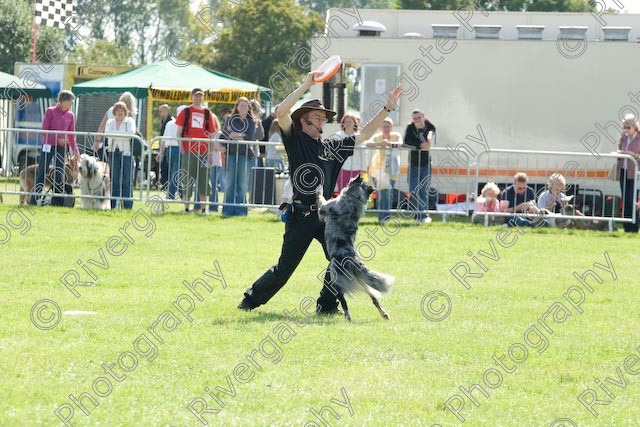 AWC 0887 
 Paws in the Park 2008 at The Hop Farm, Paddock Wood, Kent, organised by MDS Ltd 
 Keywords: 2008, arena demonstration, arena display, country show, display, paddock wood, paws in the park, richard curtis, september, the hop farm