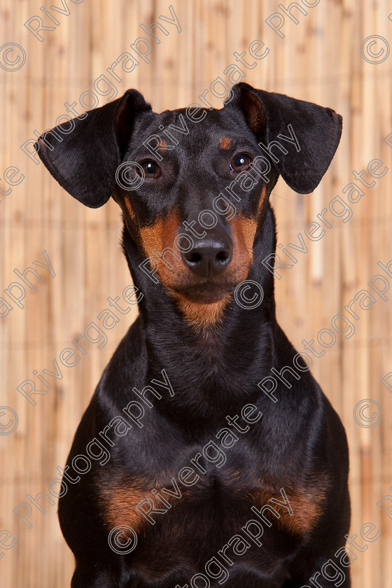 AWC 9595 
 Keywords: 2009, Ower, dogs, july, portraits, wellow agility club