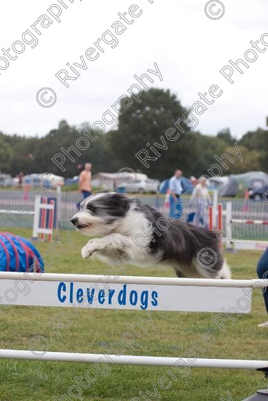 IMG 0093 
 Paws in the Park 2007 at The Hop Farm, Paddock Wood, Kent, organised by MDS Ltd 
 Keywords: 2007, Paws in the Park, The Hop Farm, september, dog, canine, agility, jumping, border collie, country show, event