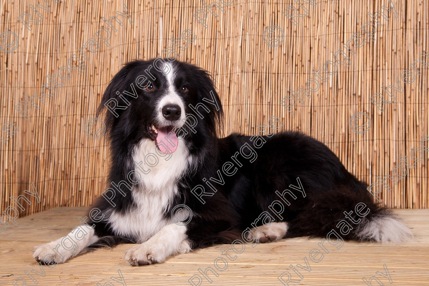 AWC 9566 
 Keywords: 2009, Ower, dogs, july, portraits, wellow agility club