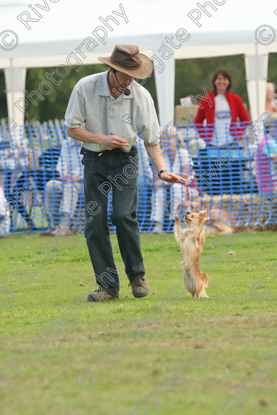 AWC 7139 
 Keywords: 2010, Chobham, Millbrook Animal Centre, RSPCA, Richard Curtis, arena demonstration, september