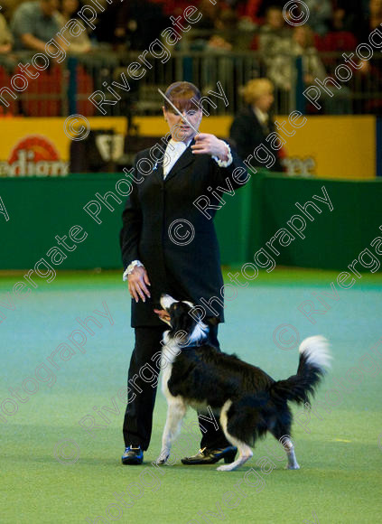 IMG 7601 
 Keywords: 2008, Arena, Display, Iatka Spring Spangle, NEC, WS, birmingham, canine freestyle, crufts, dancing, dogs, heelwork to music, htm, karen sykes, march, performance, working sheepdog