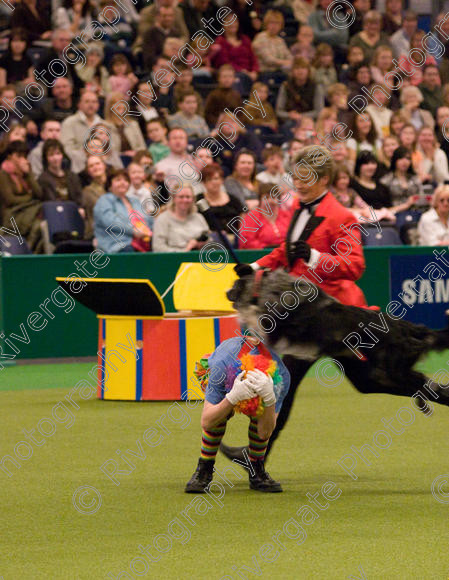 IMG 8076 
 Keywords: 2008, Arena, Display, NEC, birmingham, canine freestyle, crufts, dancing, dogs, heelwork to music, htm, march, performance, mary ray, richard curtis