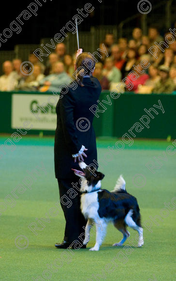 IMG 7587 
 Keywords: 2008, Arena, Display, Iatka Spring Spangle, NEC, WS, birmingham, canine freestyle, crufts, dancing, dogs, heelwork to music, htm, karen sykes, march, performance, working sheepdog