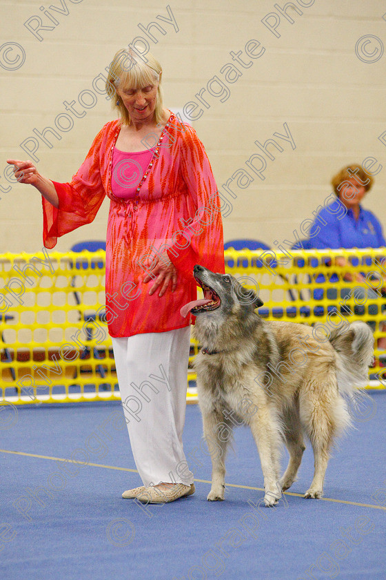 AWC 5937 
 Keywords: 2009, Barnard Castle, Corsini Quinzano, County Durham, DL12 8DS, Intermediate Heelwork to Music, May, Northern Mutts N Music, Royal Canin, Strathmore Road, Teesdale Sports Centre, Tervueren, canine freestyle, competition, heelwork to music, margaret booth