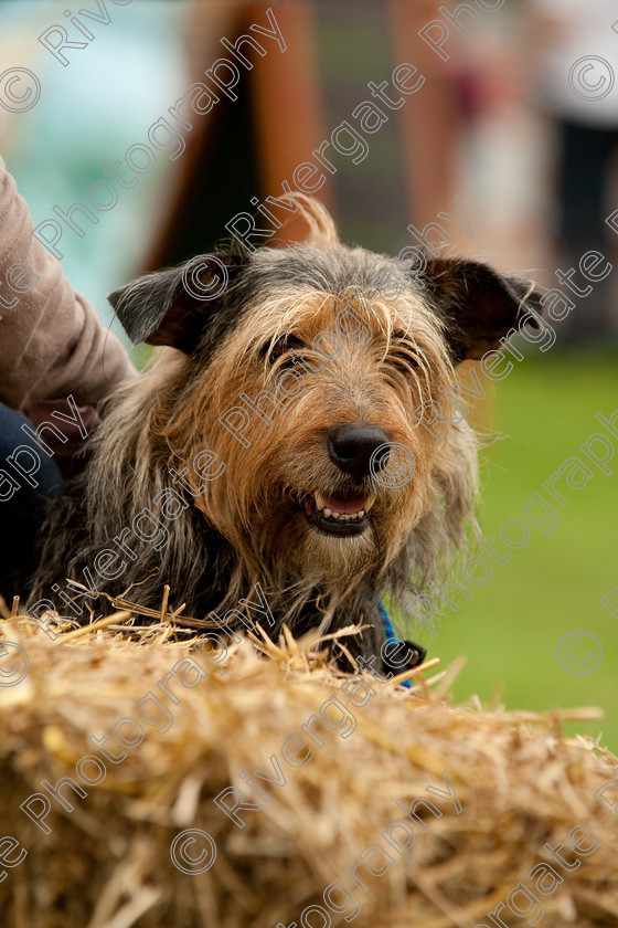 AWC 1563 
 Keywords: England, Lynch Field, UK, Wanborough, Wiltshire, wanborough country show