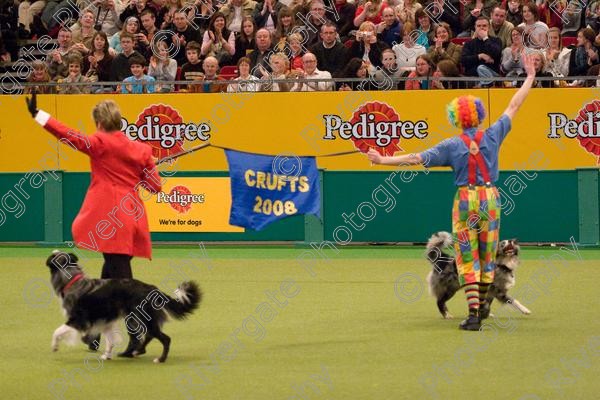 IMG 8129 
 Keywords: 2008, Arena, Display, NEC, birmingham, canine freestyle, crufts, dancing, dogs, heelwork to music, htm, march, performance, richard curtis