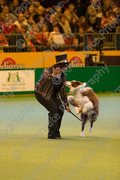 IMG 7375 
 Ann De Rizzio with Stillmoor Touch of Spice performing at Crufts 2008 in the Arena at the NEC Birmingham 
 Keywords: 2008, Arena, BC, Display, NEC, Stillmoor Touch of Spice, ann de rizzio, birmingham, border collie, canine freestyle, crufts, dancing, dogs, heelwork to music, htm, march, performance