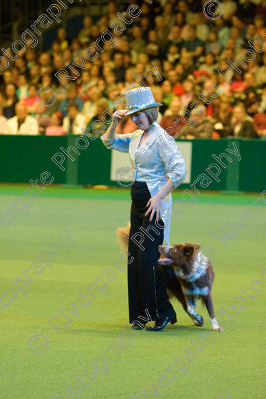 IMG 7577 
 Keywords: 2008, Arena, Display, NEC, birmingham, canine freestyle, crufts, dancing, dogs, heelwork to music, htm, march, performance