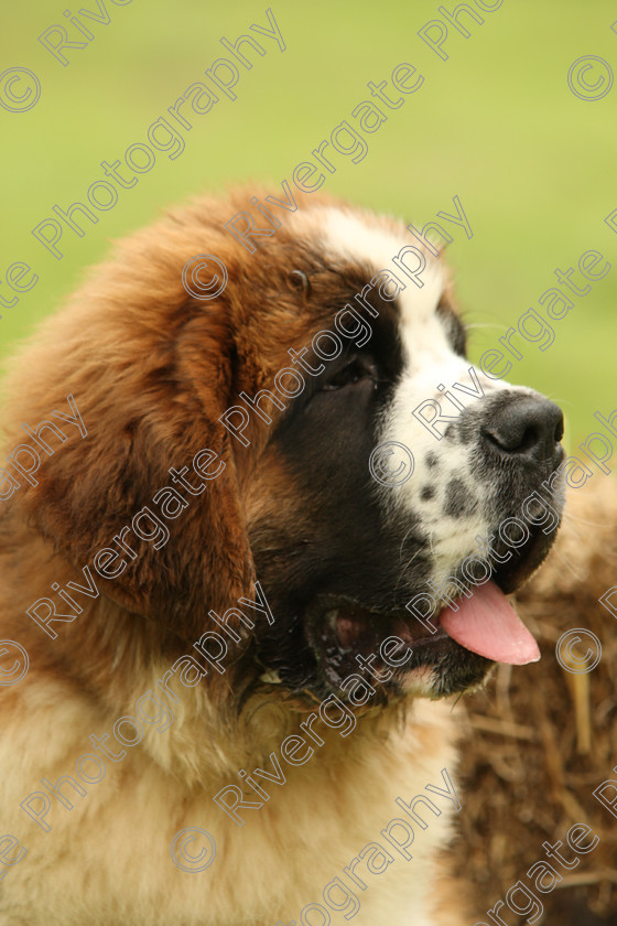 AWC 7631 
 Keywords: ANIMAL HEALTH TRUST, Gala Day, KENTFORD, Lanwades Park, Newmarket, Suffolk, spectators