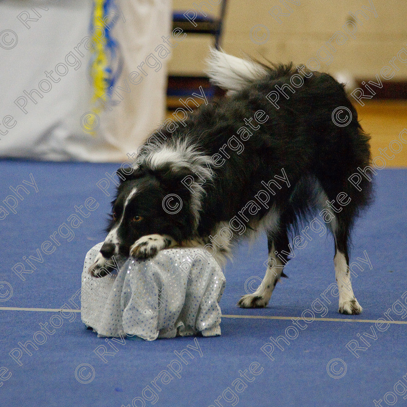 AWC 6827-2 
 Keywords: 2009, Ann Derizzio, Barnard Castle, Ceri Cariad, Class 6b, County Durham, DL12 8DS, Heather Smith, Judges: Cathy Bates, May, Northern Mutts N Music, Royal Canin, Strathmore Road, Teesdale Sports Centre, canine freestyle, competition, heelwork to music, margaret booth, working sheepdog