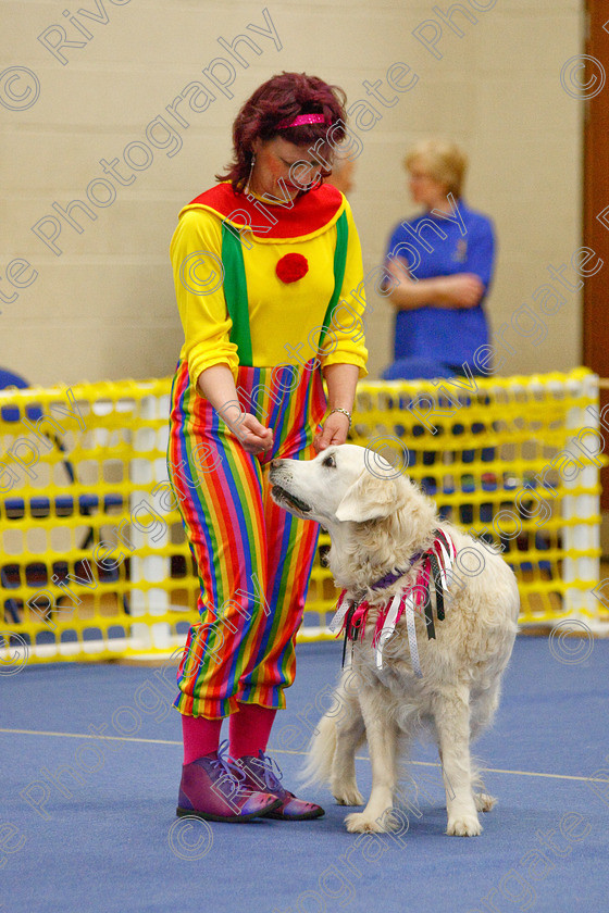 AWC 6329 
 Keywords: 2009, Anita Hartland, Aprix Alford, Barnard Castle, County Durham, DL12 8DS, Judges Jeanette Fyfe, May, Northern Mutts N Music, Paudell Precious Gem, Royal Canin, Starters Freestyle, Strathmore Road, Teesdale Sports Centre, canine freestyle, competition, golden retriever, heelwork to music, penny draper