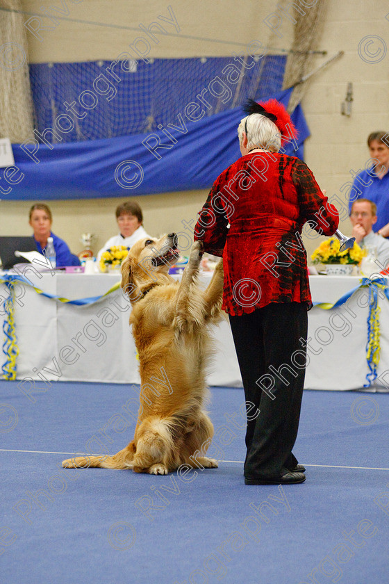 AWC 6594 
 Keywords: 2009, Barnard Castle, Class 6a, County Durham, DL12 8DS, Jeannette Fife, Judges: Penny Draper, May, Northern Mutts N Music, Novice Freestyle, Rainscourt Zi Folly, Richard Curtis, Royal Canin, Strathmore Road, Teesdale Sports Centre, annette lowe, canine freestyle, competition, golden retriever, heelwork to music