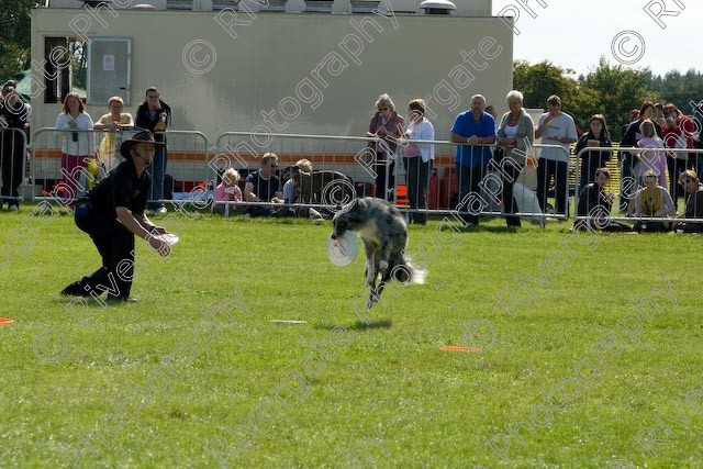 AWC 0863 
 Paws in the Park 2008 at The Hop Farm, Paddock Wood, Kent, organised by MDS Ltd 
 Keywords: 2008, arena demonstration, arena display, country show, display, paddock wood, paws in the park, richard curtis, september, the hop farm