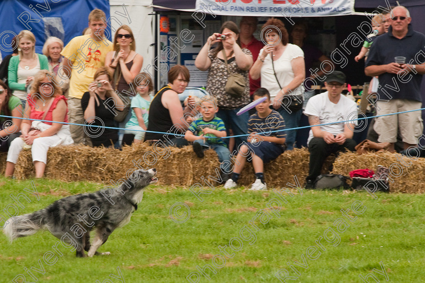 AWC 1519 
 Wanborough Country Show, August 2009, Richard Curtis' K9freestyle Dancing Dog Arena Display 
 Keywords: 2009, arena demonstration, arena display, august, canine freestyle, dog dancing, dog display, England, heelwork to music, k9freestyle, Lynch Field, Lynch Field, Wanborough, Wiltshire, England, UK, richard curtis, UK, wanborough country show, Wanborough, Wiltshire