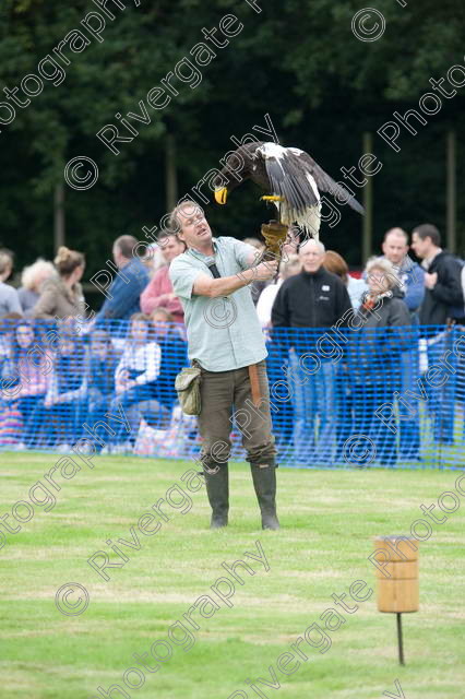 AWC 0042 
 RSPCA Milbrook, Chobham, Woking, 2005, arena demonstrations and displays, charity 
 Keywords: Bateleur Eagle, Batty, chris o'donnell, hawk experience, millbrook, woking