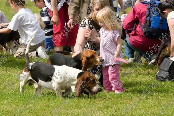 IMG 3193 
 Hatfield House Country Show 2008 Albany Bassett Hounds 
 Keywords: albany bassett hounds, hatfield house country show, meet and greet, pet, stroke