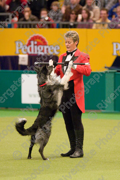 IMG 8043 
 Keywords: 2008, Arena, Display, NEC, birmingham, canine freestyle, crufts, dancing, dogs, heelwork to music, htm, march, performance, mary ray,