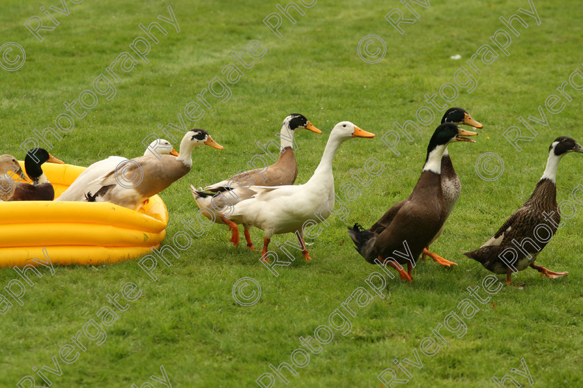 AWC 7525 
 Keywords: ANIMAL HEALTH TRUST, Gala Day, KENTFORD, Lanwades Park, Newmarket, Suffolk, duck herding, ducks, elaine hill sheep dog show