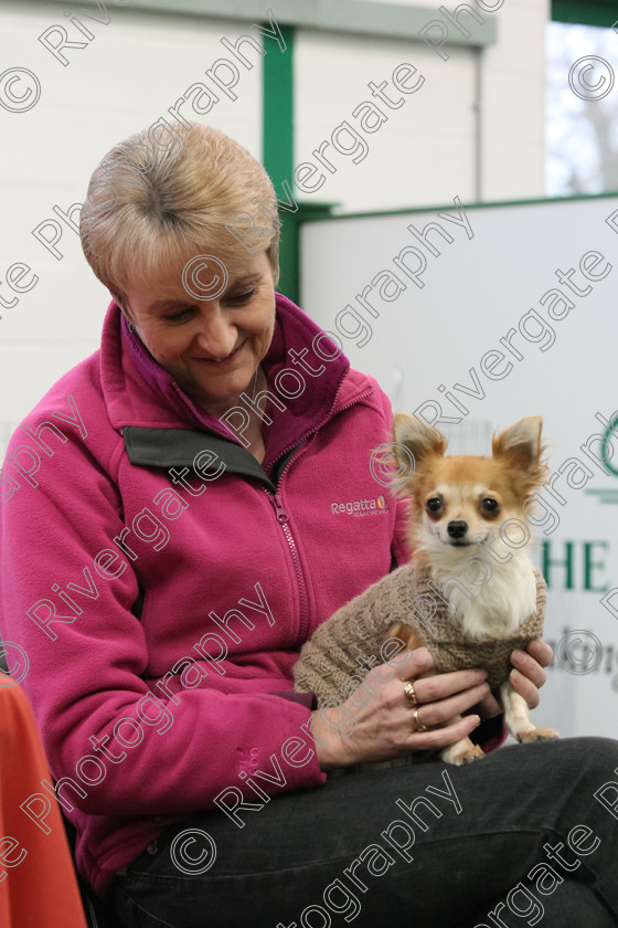 AWC 8635 
 Keywords: 2011, competition, heelwork to music, january, kennel club building, rugby dog training club, stoneleigh