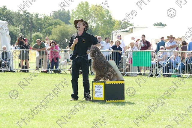 AWC 0898 
 Paws in the Park 2008 at The Hop Farm, Paddock Wood, Kent, organised by MDS Ltd 
 Keywords: 2008, arena demonstration, arena display, country show, display, paddock wood, paws in the park, richard curtis, september, the hop farm