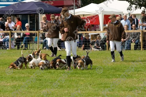 IMG 3188 
 Hatfield House Country Show 2008 Albany Bassett Hounds 
 Keywords: albany bassett hounds, hatfield house country show, meet and greet, pet, stroke