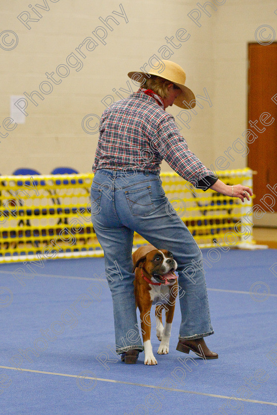 AWC 6308 
 Keywords: 2009, Amanda Jinks, Anita Hartland, Barnard Castle, Boxer, County Durham, DL12 8DS, Judges Jeanette Fyfe, May, Nel Gwynne Seefeld, Northern Mutts N Music, Royal Canin, Starters Freestyle, Strathmore Road, Teesdale Sports Centre, canine freestyle, competition, heelwork to music, penny draper