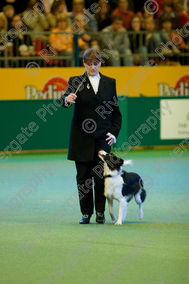 IMG 7597 
 Keywords: 2008, Arena, Display, Iatka Spring Spangle, NEC, WS, birmingham, canine freestyle, crufts, dancing, dogs, heelwork to music, htm, karen sykes, march, performance, working sheepdog