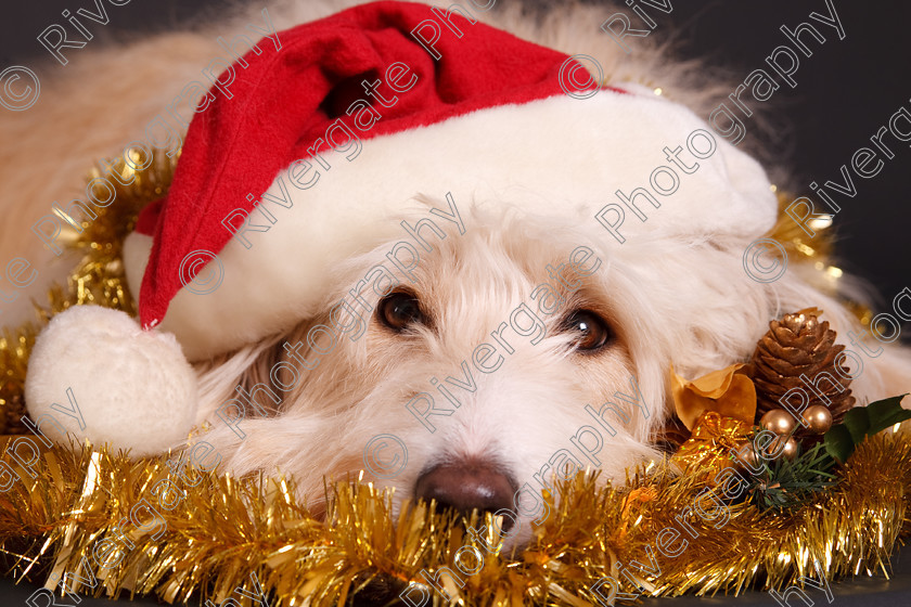 AWC 7402 
 Keywords: 2009, Christmas, Cross Breed, border collie cross, december, festive, gold tinsel, lying down, poodle cross, portrait, red, richard curtis, richard curtis' dogs, santa hat, whizzy