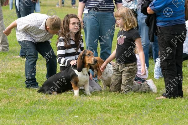 IMG 3230 
 Hatfield House Country Show 2008 Albany Bassett Hounds 
 Keywords: albany bassett hounds, hatfield house country show, meet and greet, pet, stroke