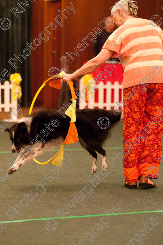 AWC 2721 
 Keywords: 2010, Intermediate Freestyle, april, heelwork to music, margaret booth, westglen