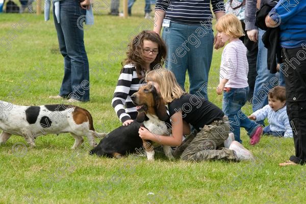 IMG 3233 
 Hatfield House Country Show 2008 Albany Bassett Hounds 
 Keywords: albany bassett hounds, hatfield house country show, meet and greet, pet, stroke