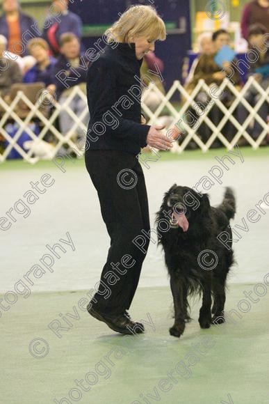 IMG 5958 
 Keywords: 2008, K9 Freestyle, Rugby DTC, canine freestyle, competition, connexions leisure centre, coventry, dancing dogs, february, heelwork to music, , ryton on dunsmore