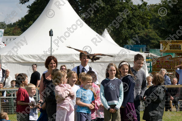 IMG 3495 
 Hatfield House Country Show 2008 Birds of Prey and Falconry 
 Keywords: Hatfield House Country Show, Birds of Prey, Falconry, Arena Demonstration, James McKay and son.