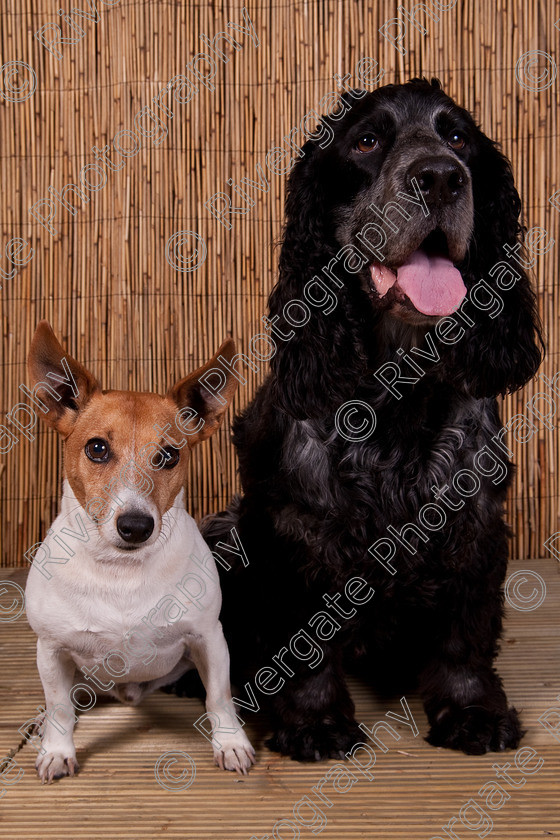 AWC 9432 
 Keywords: 2009, Ower, dogs, july, portraits, wellow agility club