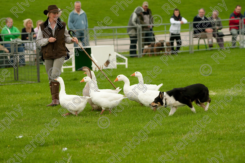 AWC 0750-2 
 Keywords: 0771 313 8528, 2009, England, Harrogate, North Yorkshire, UK, arena demonstration, arena display, august, duck herding, elaine hill, harrogate game fair, info@elainehill-sheepdogs.co.uk, sheepdog display