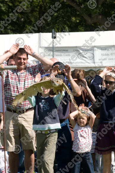 IMG 3480 
 Hatfield House Country Show 2008 Birds of Prey and Falconry 
 Keywords: Hatfield House Country Show, Birds of Prey, Falconry, Arena Demonstration, James McKay and son.