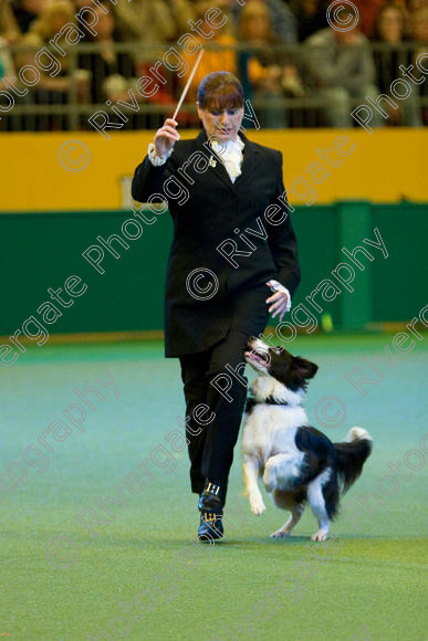 IMG 7599 
 Keywords: 2008, Arena, Display, Iatka Spring Spangle, NEC, WS, birmingham, canine freestyle, crufts, dancing, dogs, heelwork to music, htm, karen sykes, march, performance, working sheepdog