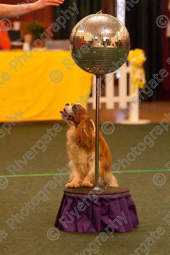 AWC 2680 
 Keywords: 2010, Intermediate Freestyle, april, heelwork to music, sandra hallam, westglen